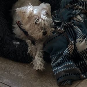 Meet your Posher, Addie